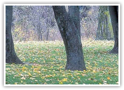 WeedPro® Lawn Care - Commercial Maintenance